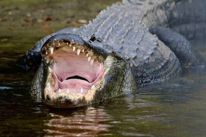 Sunset Cruise to the 10,000 Islands: Manatee, Dolphin & Everglades Wildlife Tour photo 6