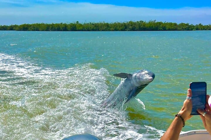Sunset Cruise to the 10,000 Islands: Manatee, Dolphin & Everglades Wildlife Tour photo 5
