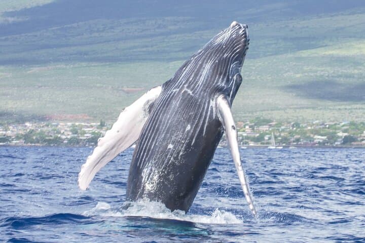 Sunset Sail on Winona: Ma'alaea Harbor Catamaran Tiki Bar & Whale Watch photo 3