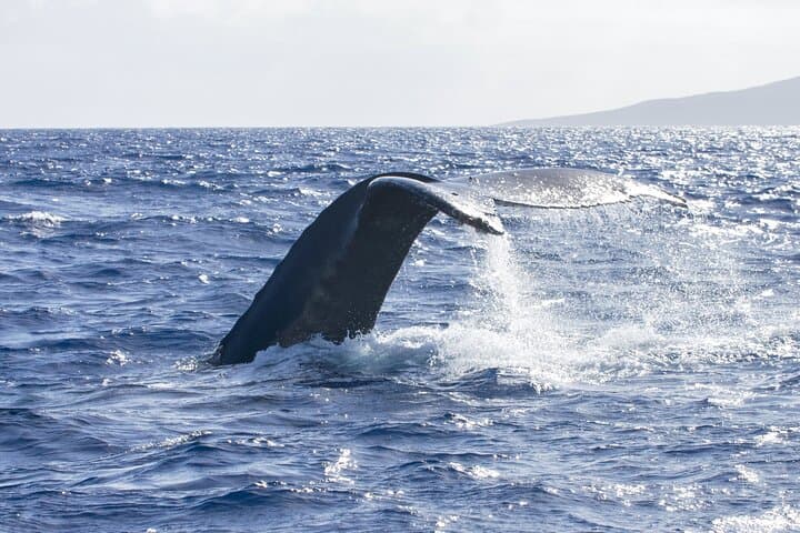 Molokini Crater Snorkel Adventure from Kihei — 2-Hour Snorkel to Maui’s Marine Crater photo 4