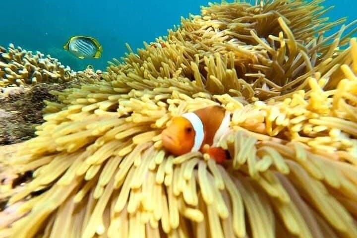 Blue Lagoon & Tanjung Jepun Snorkeling Trip with Lunch — Bali's East Coast Reef Experience photo 4