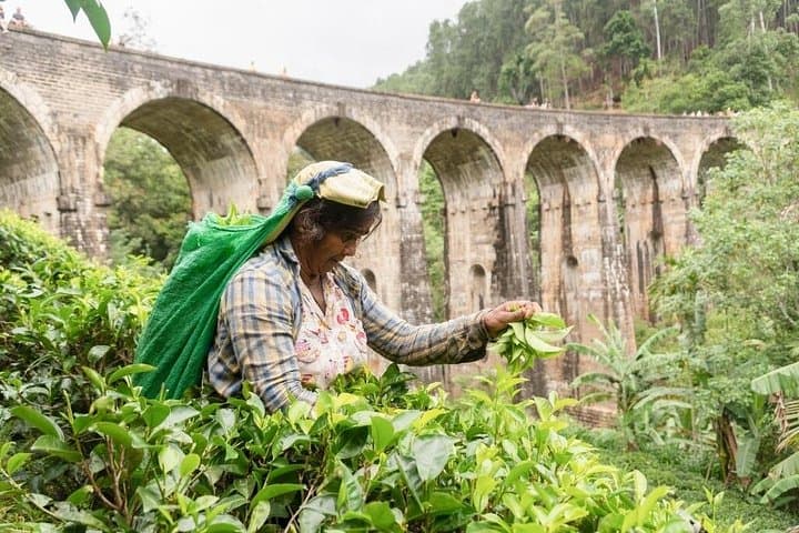 Ella Day Tour from Mirissa: Ravana Falls, Nine Arch Bridge & Tea Plantation photo 3