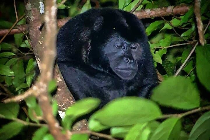Monteverde Wildlife Night Tour: Night Walk in the Cloud Forest photo 2