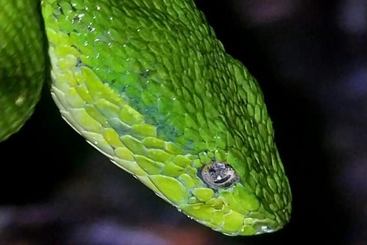 Monteverde Wildlife Night Tour: Night Walk in the Cloud Forest photo 4