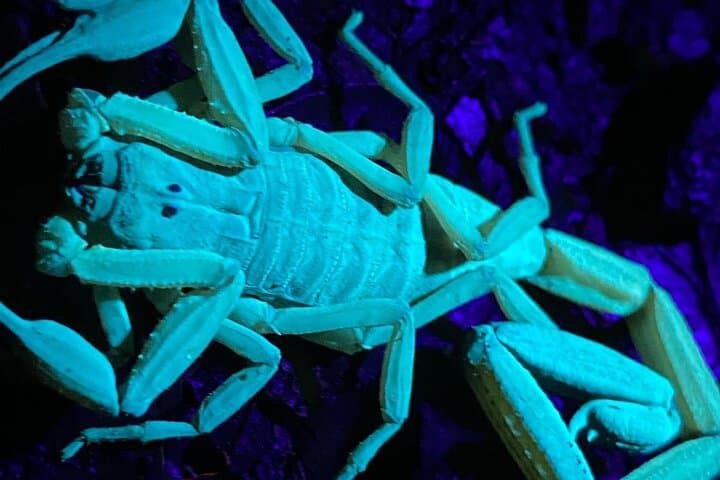 Monteverde Wildlife Night Tour: Night Walk in the Cloud Forest photo 5