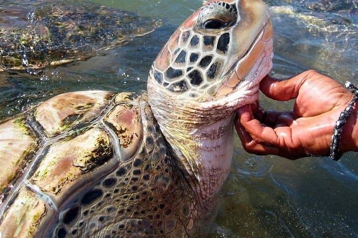 Galle Heritage & Madu River Boat Safari: Day Tour from Colombo photo 4
