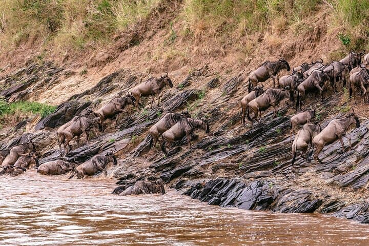 3-Day Maasai Mara Safari from Nairobi — Group 4x4 Game-Drive Experience