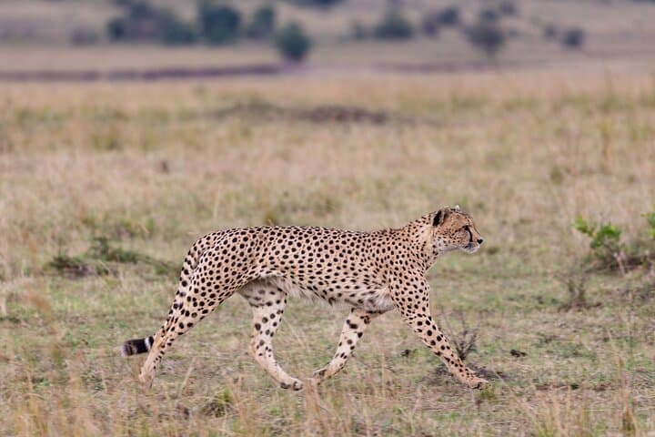 2-Day Tsavo East Safari from Diani: Budget and Luxury Options photo 4