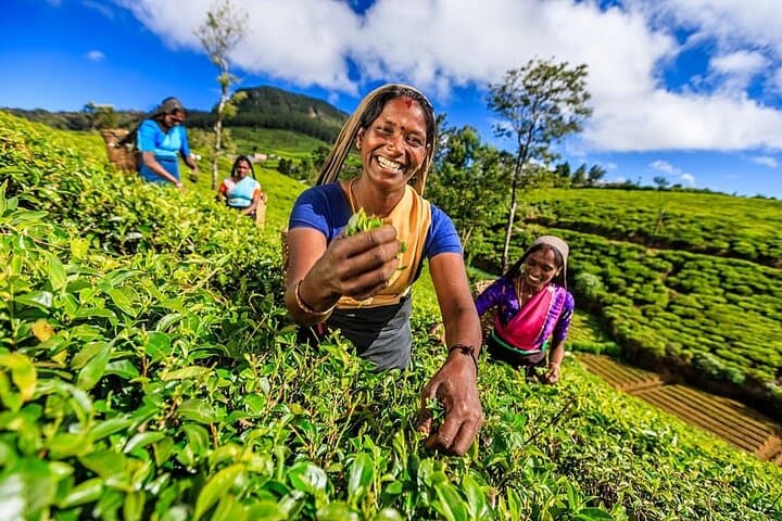 Day Trip to Nuwara Eliya from Mirissa: Tea Country, Hakgala Gardens & Gregory Lake photo 5
