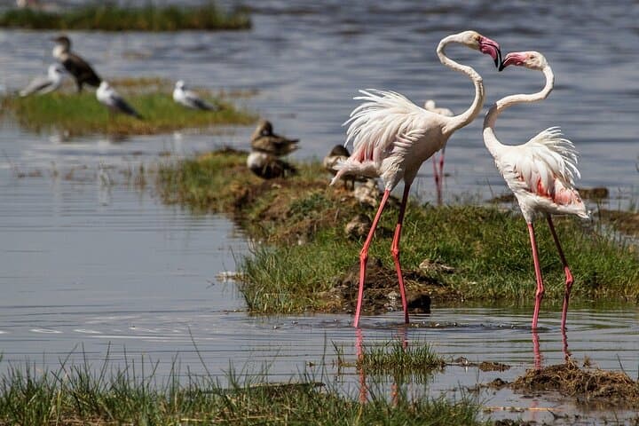 Full-Day Private Safari to Lake Nakuru: Flamingos, Game Drives & Naivasha Boat Ride photo 2