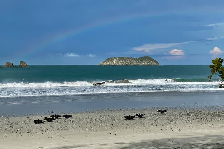 Manuel Antonio National Park Guided Wildlife Walk — Small-Group Tours photo 5