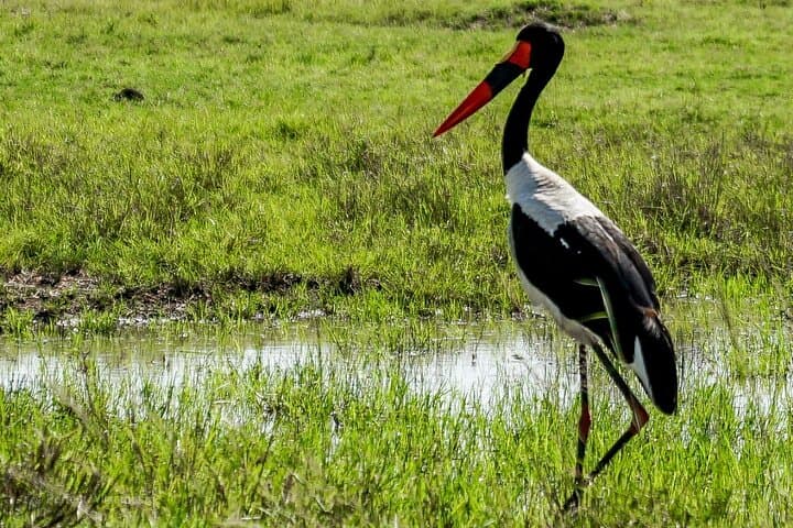 Amboseli Day Safari from Nairobi: Kilimanjaro Elephant Viewing photo 5