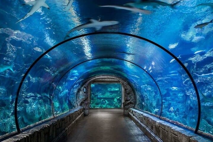 Inside Hurghada Grand Aquarium: Walk the Red Sea in Glass photo 5