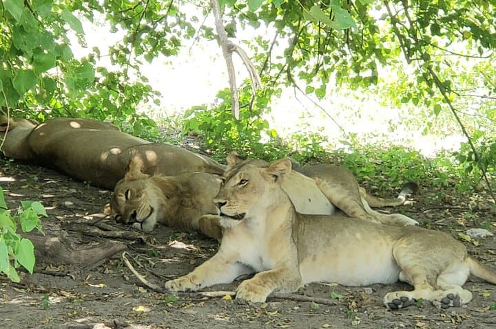 Full-Day Chobe Safari: Game Drive and Chobe River Cruise from Livingstone or Victoria Falls photo 3
