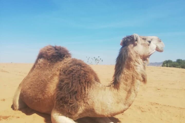 Agadir Camel Ride and Sunset Barbecue in the Dunes photo 4