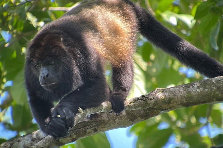 Manuel Antonio National Park Guided Wildlife Walk — Small-Group Tours photo 6