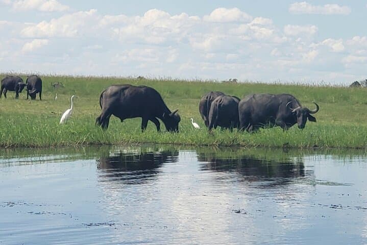Full-Day Chobe Safari: Game Drive and Chobe River Cruise from Livingstone or Victoria Falls photo 4