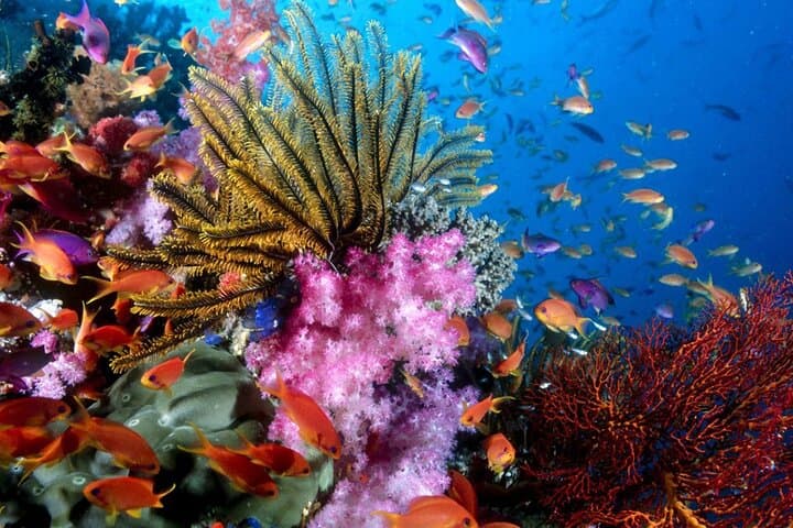 Private Speedboat to Phu Quoc’s Three Islands: Snorkel, Fish & BBQ photo 5