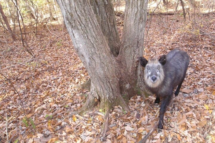 Karuizawa Japanese Serow Watching Tour — Guided Hike to Kazan-kan photo 3