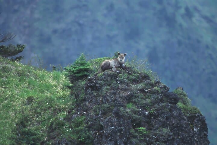 Karuizawa Japanese Serow Watching Tour — Guided Hike to Kazan-kan photo 4