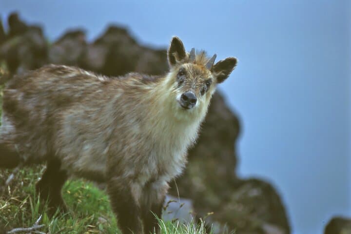 Karuizawa Japanese Serow Watching Tour — Guided Hike to Kazan-kan photo 2