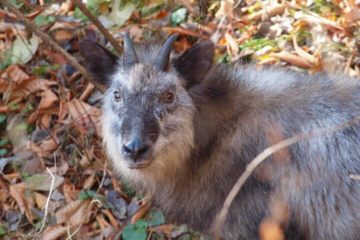 Karuizawa Japanese Serow Watching Tour — Guided Hike to Kazan-kan