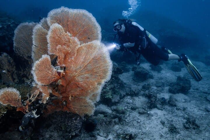 PADI Advanced Open Water — 2-Day Phi Phi Diving Course photo 5