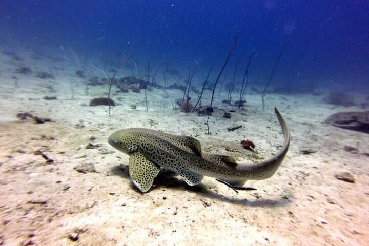 Phi Phi Half-Day Two-Dive Trip for Certified Divers — Turtles, Sharks & Coral photo 6
