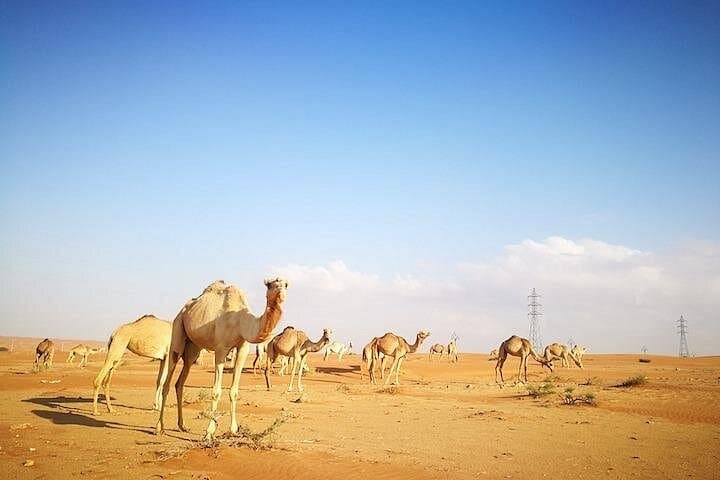 Dubai Morning Desert Safari: Dune Bashing, Camel Ride & Sandboarding photo 3