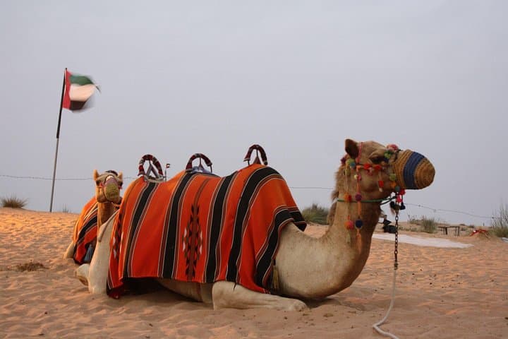 Dubai Morning Desert Safari: Dune Bashing, Camel Ride & Sandboarding photo 4