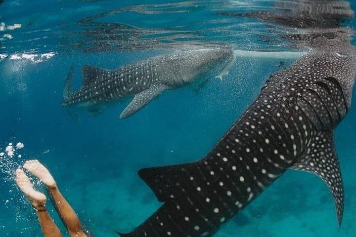 Oslob Whale Shark Swim and Aguinid Falls Trek — Day Trip from Cebu photo 1