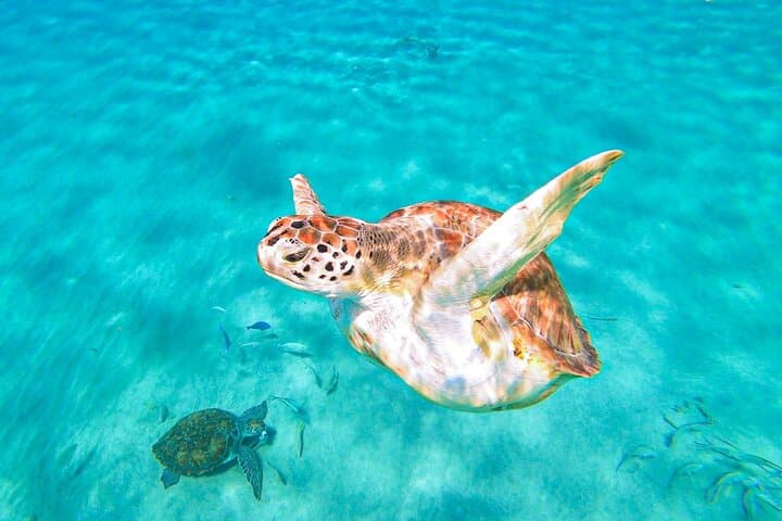 Swim with Turtles and Explore Curacao's Blue Room Cave — Turtle Bay Snorkel Trip photo 2