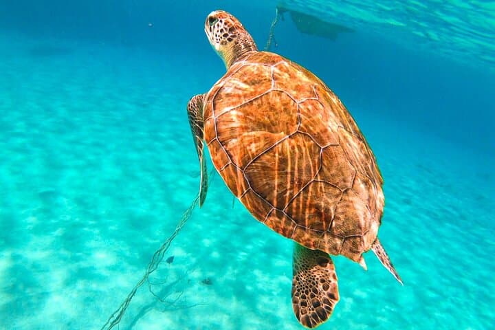 Swim with Turtles and Explore Curacao's Blue Room Cave — Turtle Bay Snorkel Trip
