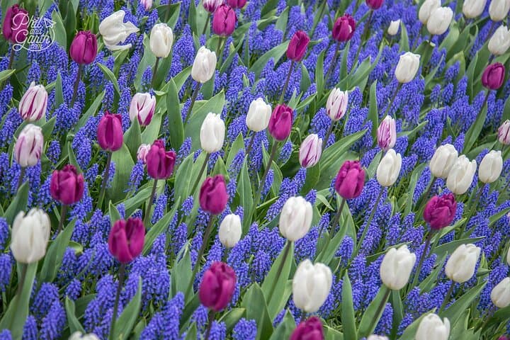 Keukenhof Spring Garden Day Trip from Rotterdam, Delft & The Hague photo 3