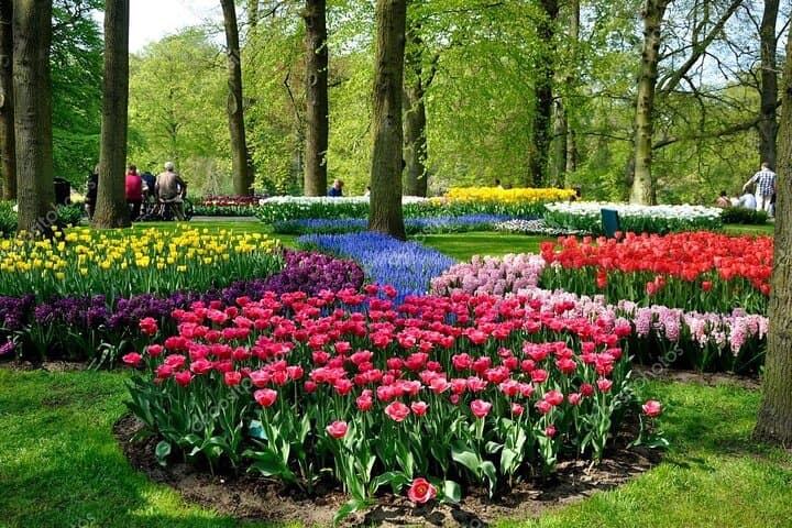 Keukenhof Spring Garden Day Trip from Rotterdam, Delft & The Hague photo 4