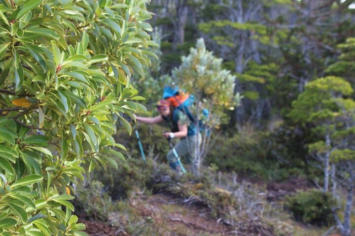 Summit Mount Tarn: Full-Day Patagonian Andes Hike from Punta Arenas photo 6