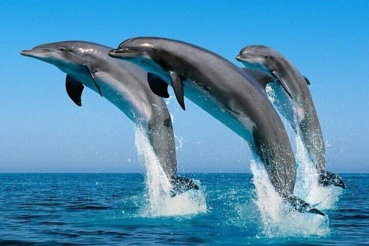 2-Hour Dolphin Watching Experience in Muscat - Boat Tour & Wildlife Viewing photo 2
