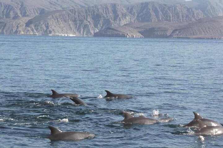 2-Hour Dolphin Watching Experience in Muscat - Boat Tour & Wildlife Viewing photo 3