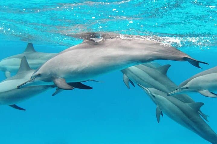 2-Hour Dolphin Watching Experience in Muscat - Boat Tour & Wildlife Viewing photo 4