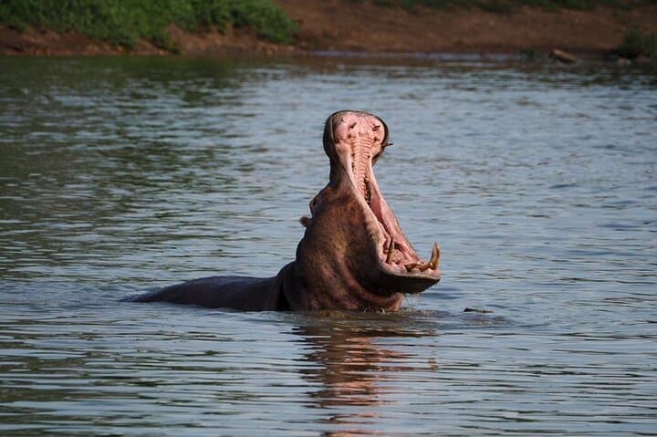 Morning Safari Game Drive from Hoedspruit into the Greater Kruger photo 2