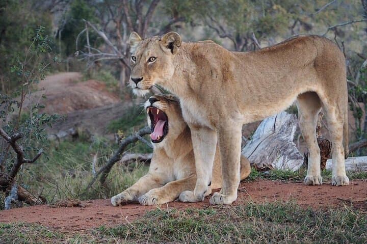 Morning Safari Game Drive from Hoedspruit into the Greater Kruger photo 4