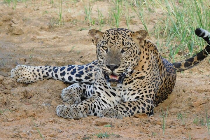 Yala National Park Safari: Half- and Full-Day Leopard & Elephant Tours photo 2