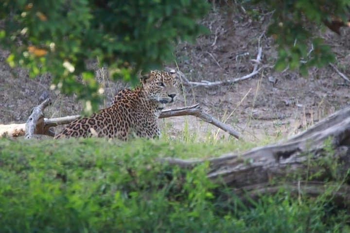 Full-Day Private Yala Safari with Lunch — Leopard-Spotting in Yala National Park photo 1