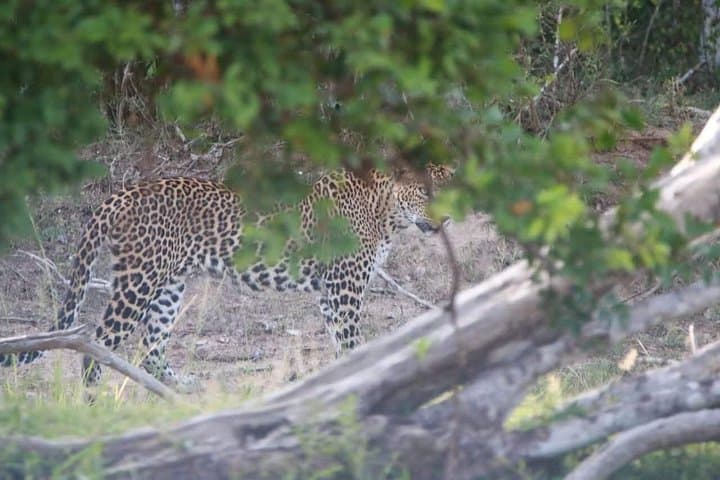 Full-Day Private Yala Safari with Lunch — Leopard-Spotting in Yala National Park photo 2