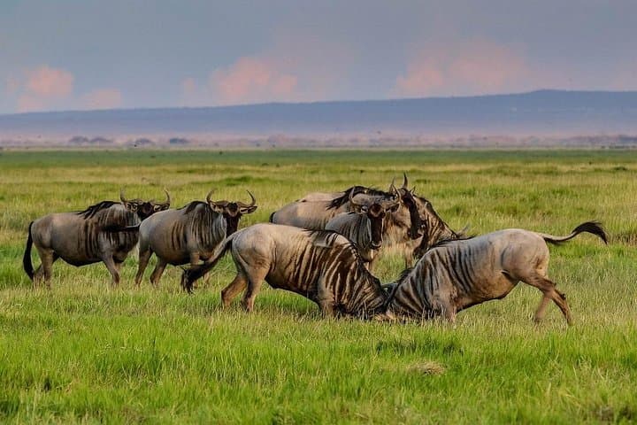 Private Full-Day Amboseli Safari from Nairobi — Elephant Herds & Kilimanjaro Views photo 2