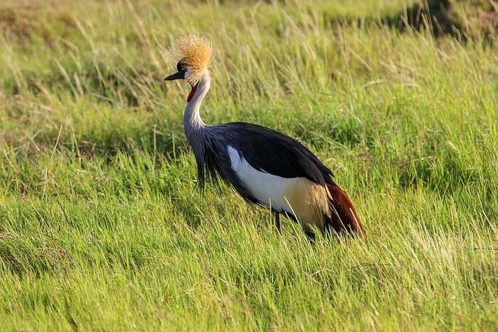 Private Full-Day Amboseli Safari from Nairobi — Elephant Herds & Kilimanjaro Views photo 3
