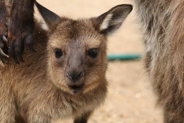 Sydney Opera House & Featherdale Wildlife: Private Half-Day Tour of Culture and Wildlife photo 3