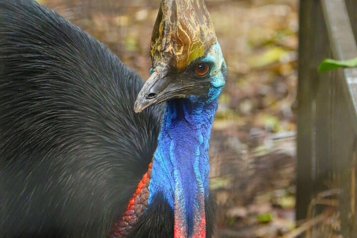 Sydney Opera House & Featherdale Wildlife: Private Half-Day Tour of Culture and Wildlife photo 5