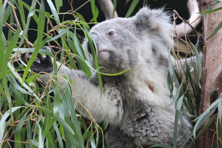 Sydney Opera House & Featherdale Wildlife: Private Half-Day Tour of Culture and Wildlife photo 2