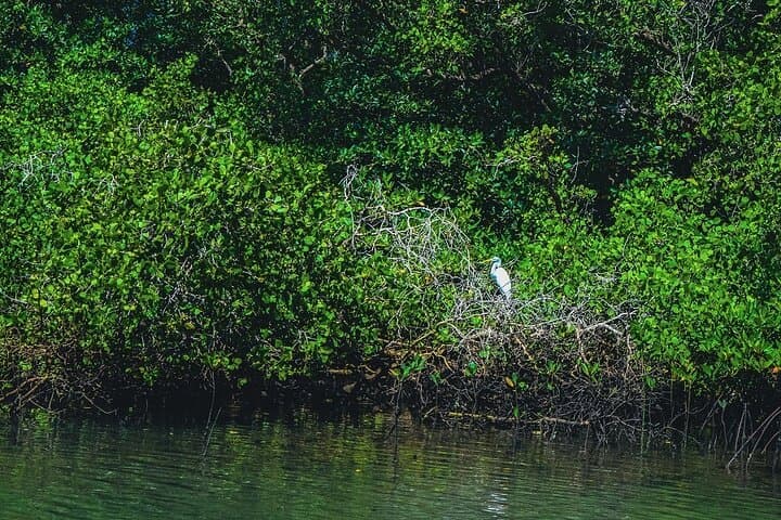 Bali Tropical Snorkeling and Mangrove Cruise — Snorkel Serangan Reefs & Turtle Island photo 5
